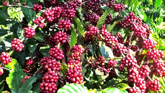 Giá nông sản hôm nay (11/3), cà phê giảm mạnh thủng đáy 48.000 đồng/kg, hồ tiêu chưa vượt trần 66.000 đồng/kg
