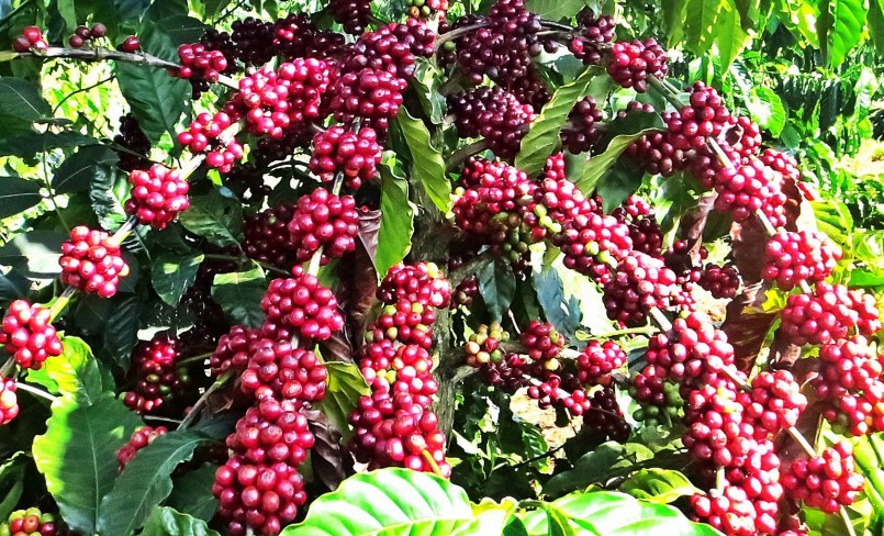 Giá nông sản hôm nay (11/3), giá cà phê bất ngờ quay đầu giảm 400 đồng/kg tại các địa phương.