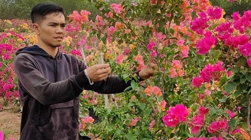 Trên 6 sào rẫy, anh Thắng đầu tư trồng 6.000 cây hoa giấy với đủ màu sắc đỏ, cam, trắng, hồng, vàng.