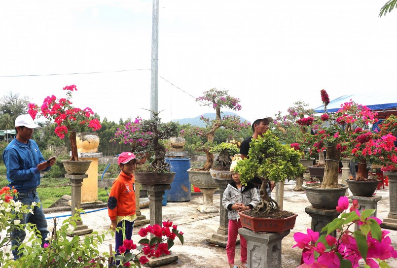 Những dịp Tết cây hoa giấy ngũ sắc được nhiều người ưa chuộng mua về trưng bày.