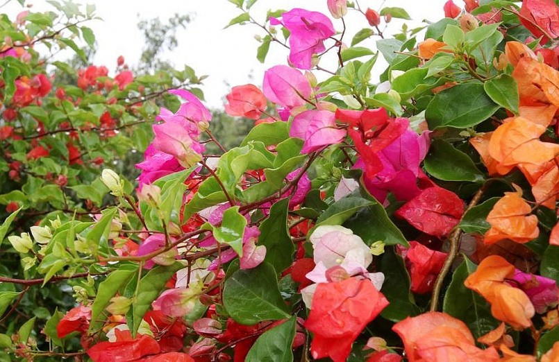 Những cây hoa giấy ngũ sắc đang được nhiều người ưa chuộng.