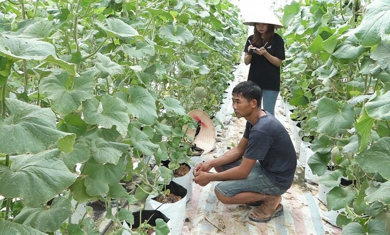 Anh Võ Văn Thành đã trồng thành công cây dưa lưới cho lợi nhuận 250 triệu/vụ.