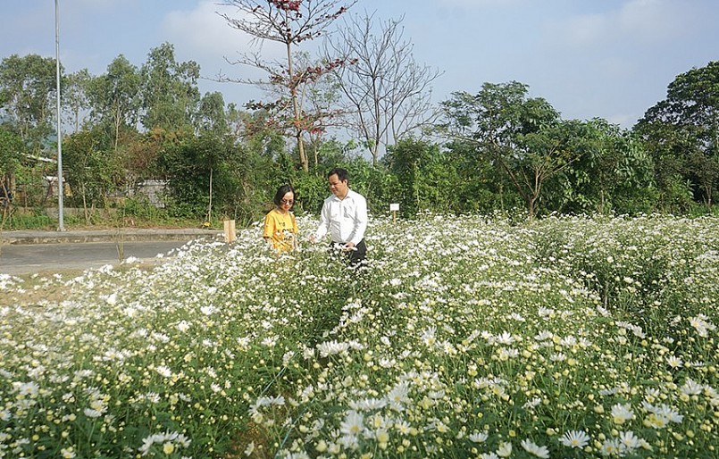 Vườn hoa cúc họa mi được thuần hóa thành công tại Trung tâm Công nghệ sinh học (CNSH) thuộc Sở Khoa học và Công nghệ Đà Nẵng.