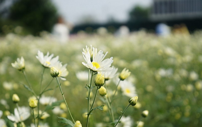Cả vườn hoa cúc họa mi bung nở trắng xóa tạo thêm sức hấp dẫn của thành phố Đà Nẵng.