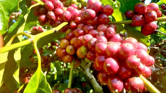 Giá nông sản hôm nay (12/3), cà phê đà giảm bao trùm, hồ tiêu khởi sắc kỳ vọng nấc thang mới