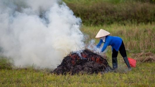 Đổ mồ hôi làm ra hạt gạo nhưng nông dân Việt đang lãng phí nghìn tỷ đồng chỉ một cú bật lửa
