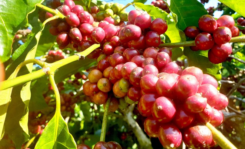 Giá nông sản hôm nay (12/3), cà phê khép lại một tuần với đà giảm là chủ đạo, hiện cà phê dao động trong khoảng 47.400 - 47.800 đồng/kg. 
