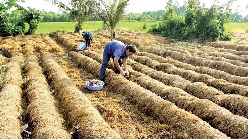 Nông dân ở Cần Thơ thu gom rơm rạ để trồng nấm.