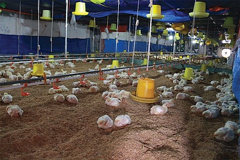 Hướng dẫn sử dụng những phương pháp làm đệm lót sinh học trong nuôi gà