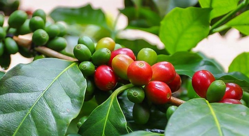 Giá nông sản hôm nay (13/3), cà phê biến động không đồng nhất trên thị trường thế giới.