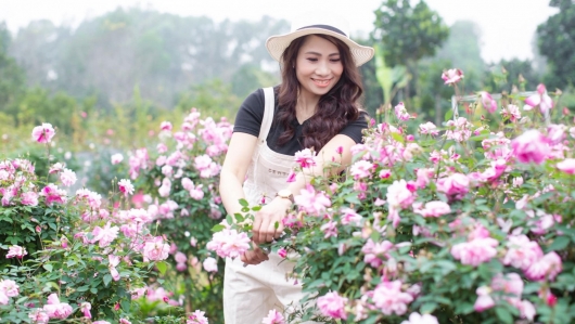 Nữ công chức thủ đô trồng vườn hồng triệu bông, hoa nở từng chùm rực rỡ nhờ chiêu lạ