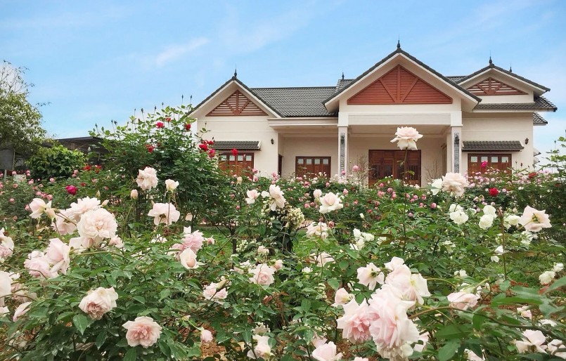 Vườn hồng rộng 6.000 m2 với hơn 2.000 khóm hồng của chị Ánh Quyên ở Ba Vì luôn rực rỡ sắc hoa quanh năm.