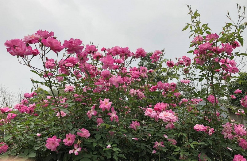 Nữ công chức thủ đô trồng vườn hồng triệu bông, hoa nở từng chùm rực rỡ nhờ chiêu lạ