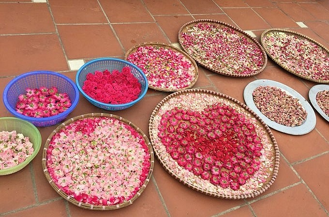 Hồng trong vườn nhà nhiều không xuể, chị Ánh Quyên hái những bông đẹp nhất ướp trà, làm nước hoa hồng.