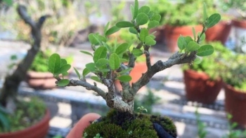 Cây dại, hoa thường bất ngờ lên đời bonsai siêu mini, tạo khác biệt mà ra tiền rủng rỉnh