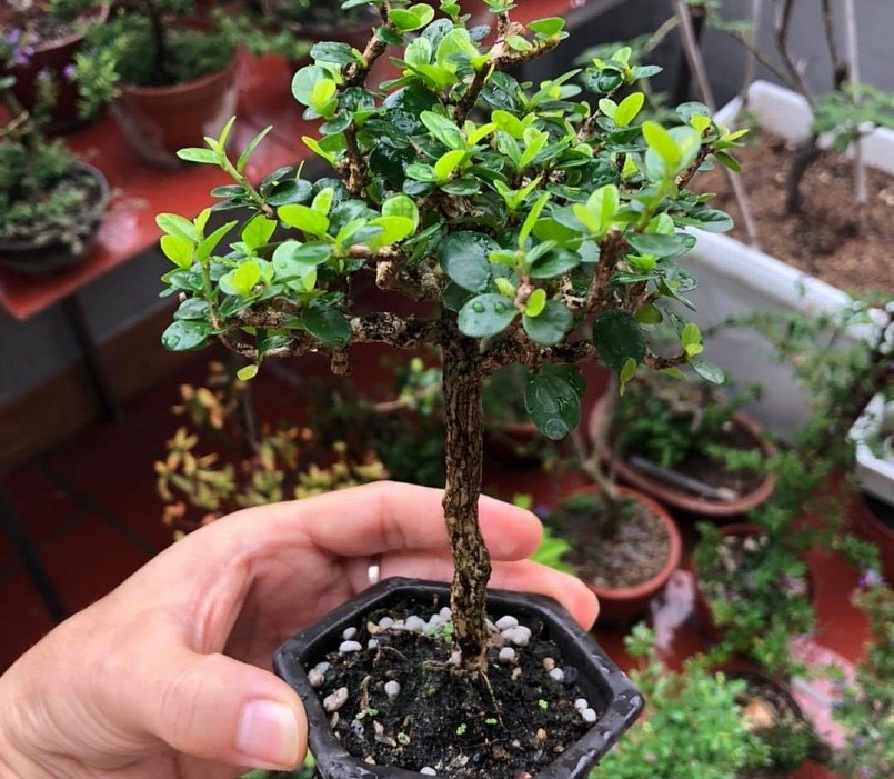 Những dòng bonsai nhỏ nhắn tuyệt đẹp của anh Giang.