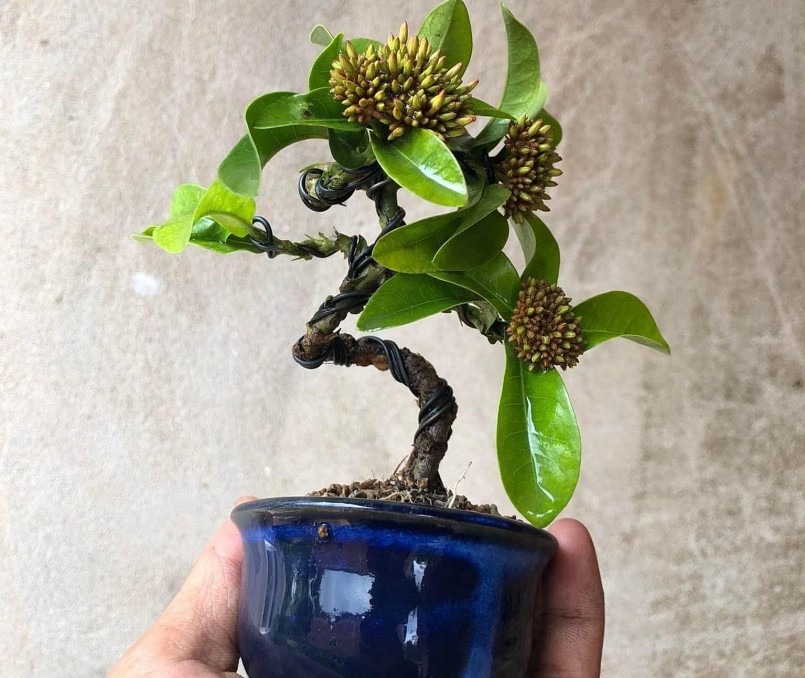 Theo Đức người trồng bonsai siêu mini đòi hỏi sự kiên nhẫn và tỉ mỉ.