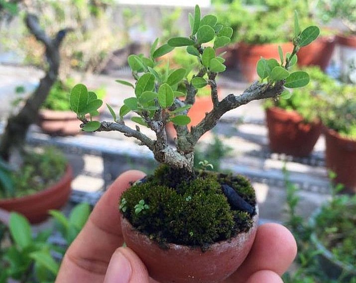 Những chậu bonsai siêu mini nhỏ gọn, phù hợp cho không gian chật hẹp.
