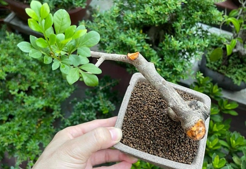 Khu vườn anh Giang đa dạng các dòng bonsai từ nhỏ đến lớn.