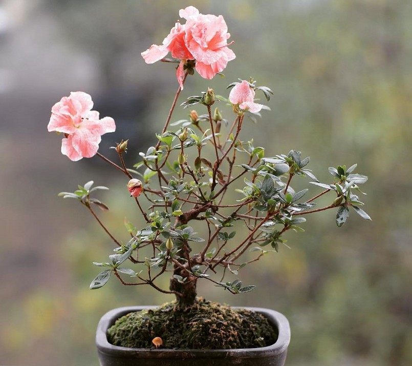 Ngoài có thêm nguồn thu nhập, anh Giang chú trọng đến không gian sống, niềm vui khi trồng bonsai siêu mini.