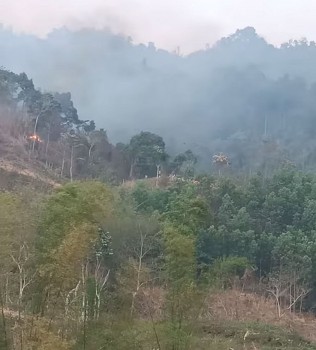 Yên Thế (Bắc Giang): Xử phạt một trường hợp 20 triệu đồng về hành vi phá rừng khoanh nuôi tái sinh