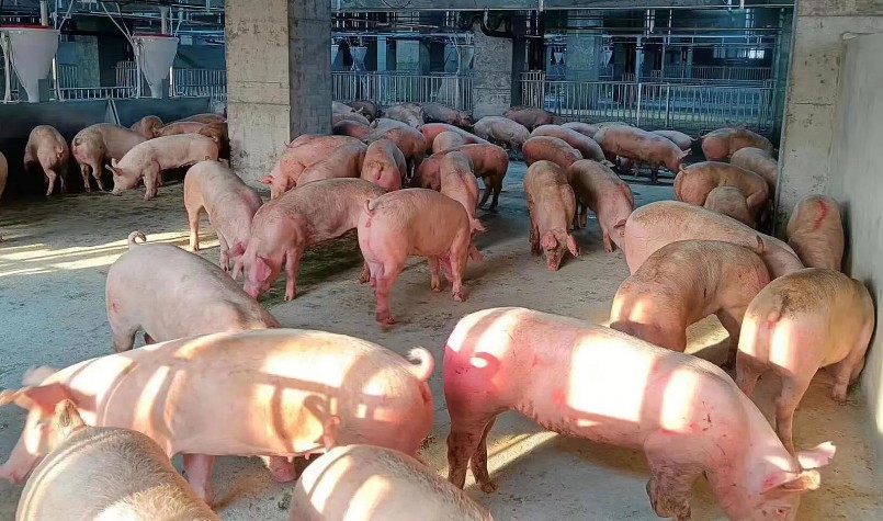 Bên trọng trại nuôi lợn ở Trung Quốc.
