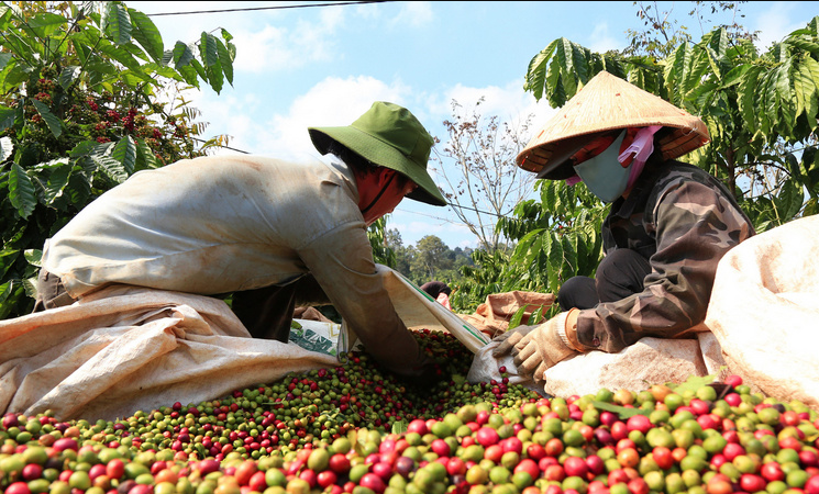 Xuất khẩu cà phê tăng mạnh cả về lượng và giá trị