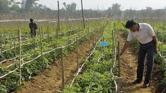 Điện Biên: Chuyển đổi cơ cấu cây trồng gắn với xây dựng nông thôn mới