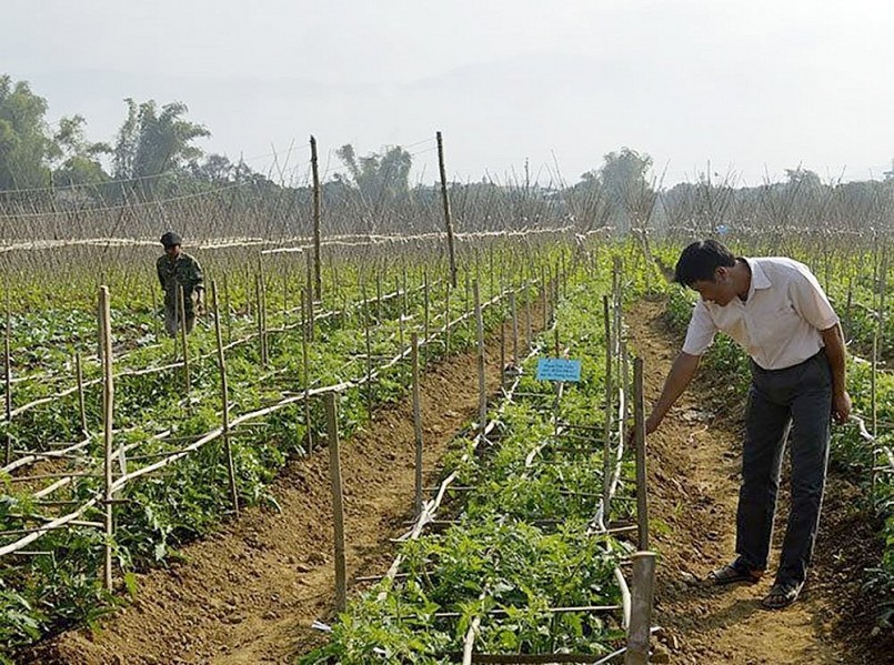 Điện Biên: Chuyển đổi cơ cấu cây trồng gắn với xây dựng nông thôn mới