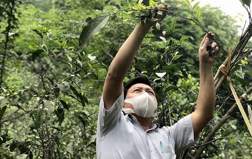 Hiện nay, chính quyền địa phương cùng người dân và các nhà khoa học đang nỗ lực bảo tồn giống, nhân rộng diện tích trồng để khôi phục và bảo vệ loài cây là đặc sản mang lại hiệu quả kinh tế cho người dân Hương Sơn.