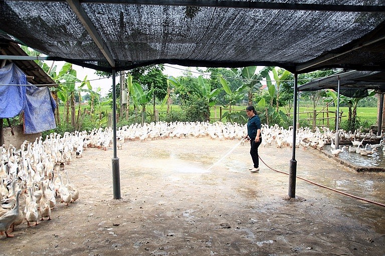 Mô hình chăn nuôi vịt đẻ của gia đình chị Nguyễn Thị Nghĩa