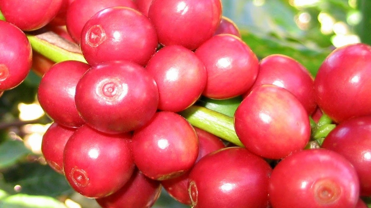 Giá nông sản hôm nay (15/3) cà phê đồng loạt giảm về ngưỡng 46, hồ tiêu kịch trần 66.000 đồng/kg
