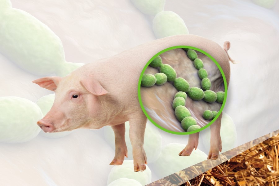 Tránh xa món tiết canh lợn, các món từ lợn chưa được nấu chín, lợn ốm, chết để không mắc căn bệnh nguy hiểm này