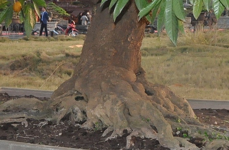 Bonsai trứng gà có gốc sần sùi cổ thụ đường kính 30cm.