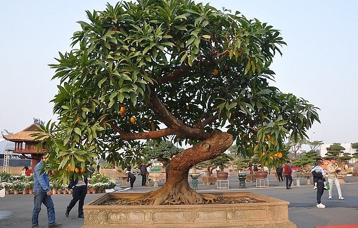 Bonsai trứng gà siêu hiếm có dáng thế độc đáo.