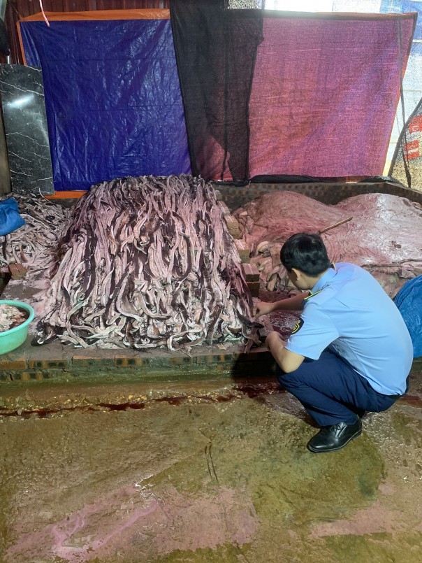 Đội QLTT số 4, Cục QLTT tỉnh Hưng Yên vừa phối hợp với lực lượng chức năng trên địa bàn huyện Văn Lâm kiểm tra đột xuất một địa điểm kinh doanh, phát hiện 1, 6 tấn da trâu tươi đang bốc mùi hôi.