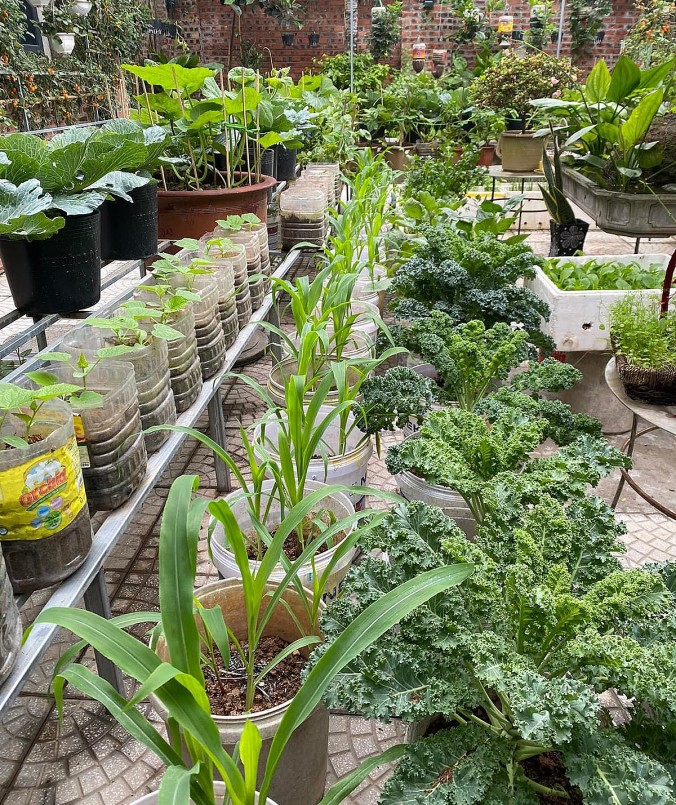 Những thùng sơn 18 lít được dùng trồng ngô, các loại cải kale để cây hấp thụ được nhiều dưỡng chất hơn.