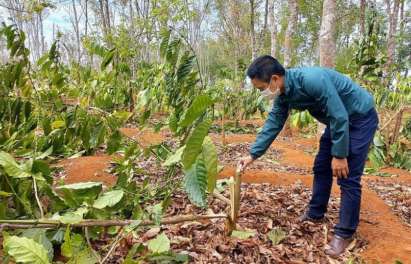 Chính quyền và công an địa phương đang khẩn trương vào cuộc điều tra vụ chặt phá nghìn cây cà phê.