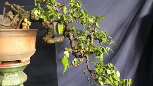 Loại cây "ăn quả trả vàng" hóa thành những siêu phẩm bonsai ai cũng muốn mang về