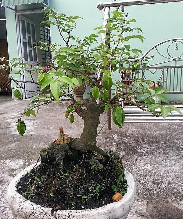 Mang ý nghĩa kỳ vọng về sự trường tồn, thịnh vượng, khế bonsai được ưa chuộng làm cảnh. 