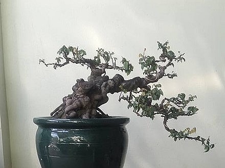 Chậu bonsai khế có gốc to, thân xù xì, toát lên vẻ đẹp cổ kính.