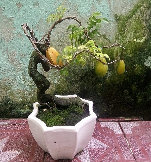 Dáng thế độc đáo luôn làm nên giá trị mỹ thuật hiếm thấy của những chậu khế bonsai. 