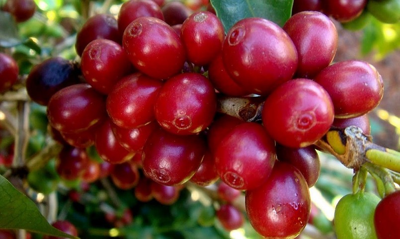 Giá nông sản hôm nay (16/3) Giá cà phê trong nước giảm 200 đồng/kg, hiện dao dịch trung bình ở mức 46.500 đ/kg. 