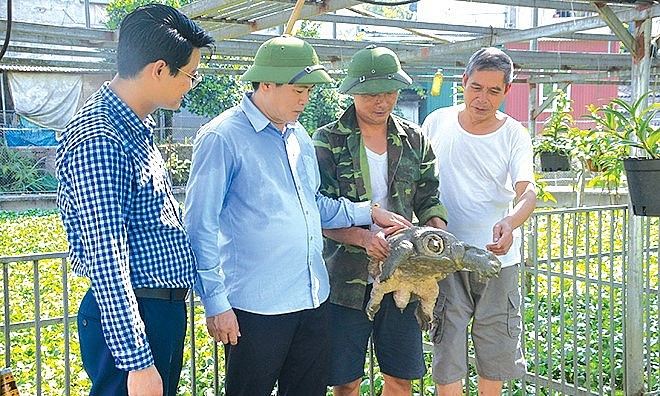 Lãnh đạo xã Cát Thịnh (huyện Văn Chấn, tỉnh Yên Bái) thăm mô hình nuôi ba ba gai của gia đình anh Nguyễn Ngọc Nam, thôn Ngã Ba. 