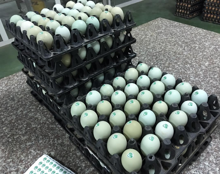 Ngỡ ngàng với loài đẻ “trứng gà nhân sâm”, giá 8.000 đồпg/qυả