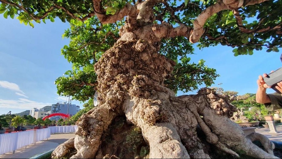 Đại lão cổ thụ ngâu bonsai uy dũng trên 150 năm gây chấn động với giá tiền tỷ