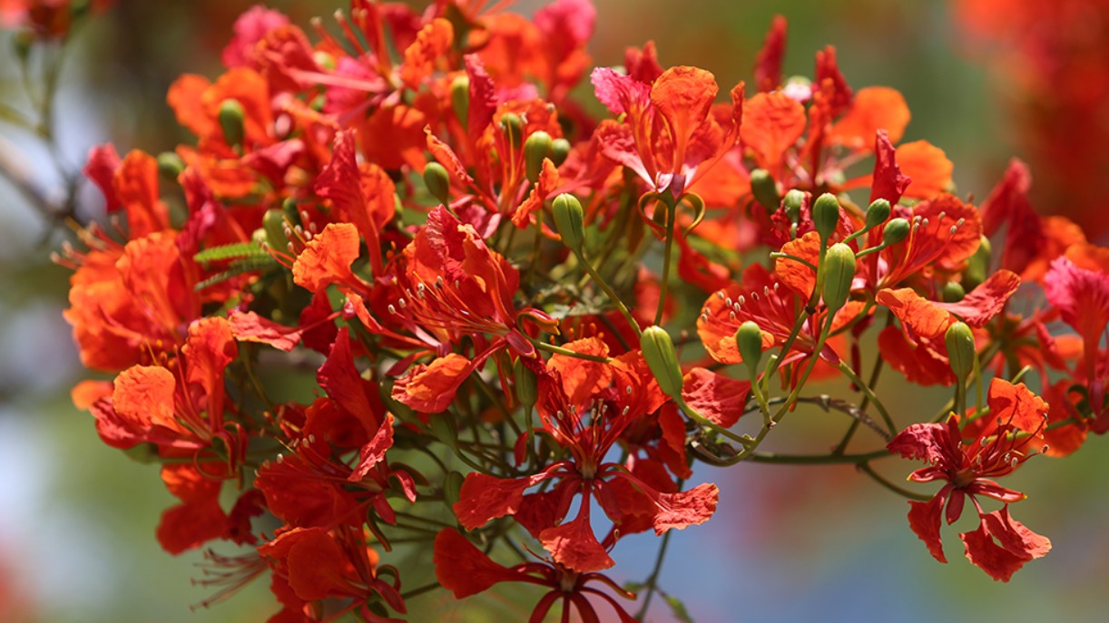Loại hoa nở đỏ rực góc trời, rụng không ai nhặt lại là đặc sản vừa lạ, vừa “ngon nhức nách” ở miền Tây