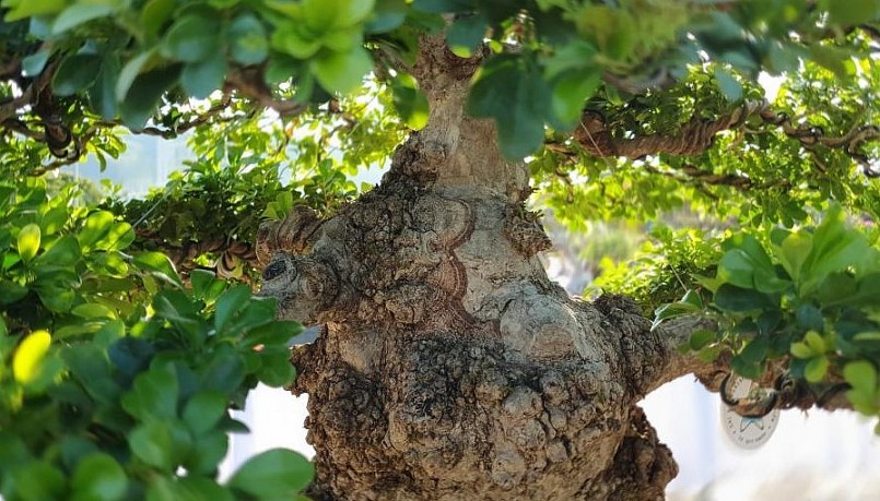 Thân cây ngâu bonsai cổ thụ nổi u cục, sần sùi, trông rất bắt mắt.