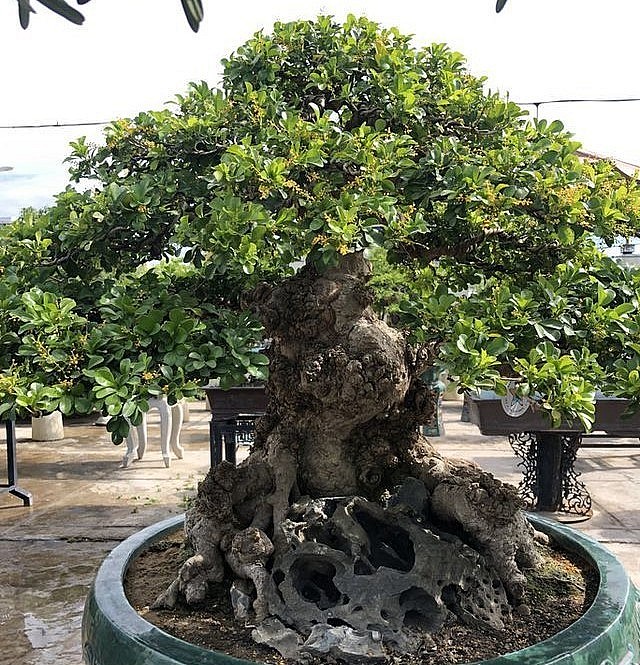 Cây ngâu bonsai cổ thụ có tuổi đời khoảng 150 năm, cao 50 cm, hoành đế 150 cm, hoành thân 90 cm. 