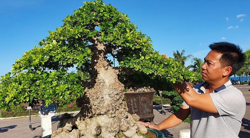 Anh Võ Thành Dũng bên cây Ngâu bonsai cổ thụ tiền tỷ của mình tại triển lãm.